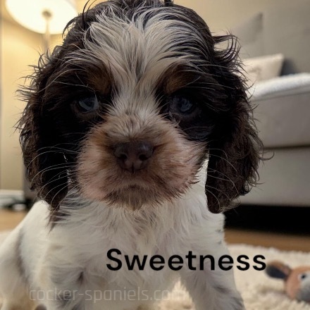 puppy, for, sale, Cocker Spaniel, Joe & Cherri  Overlease, dog, breeder, Miller, MO, dog-breeder, puppy-for-sale, forsale, nearby, find, puppyfind, locator, puppylocator, aca